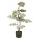 VEAN/BONSAI INN.90CM.45500